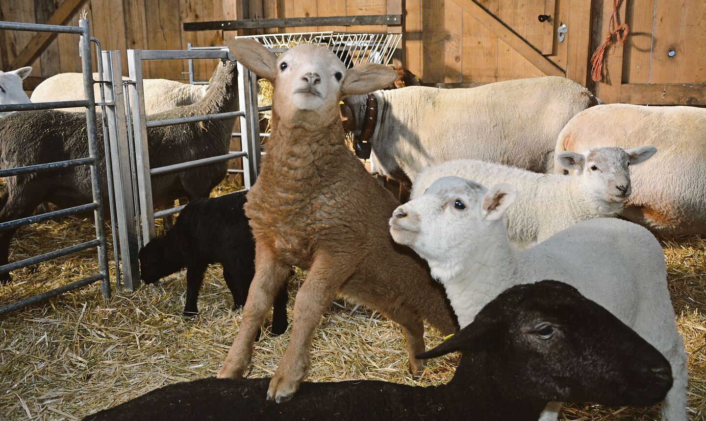 Die Lämmer sind normalerweise kastanienbraun, bei einigen Exemplaren der Herde drückt der weisse Merinoeinschlag durch.