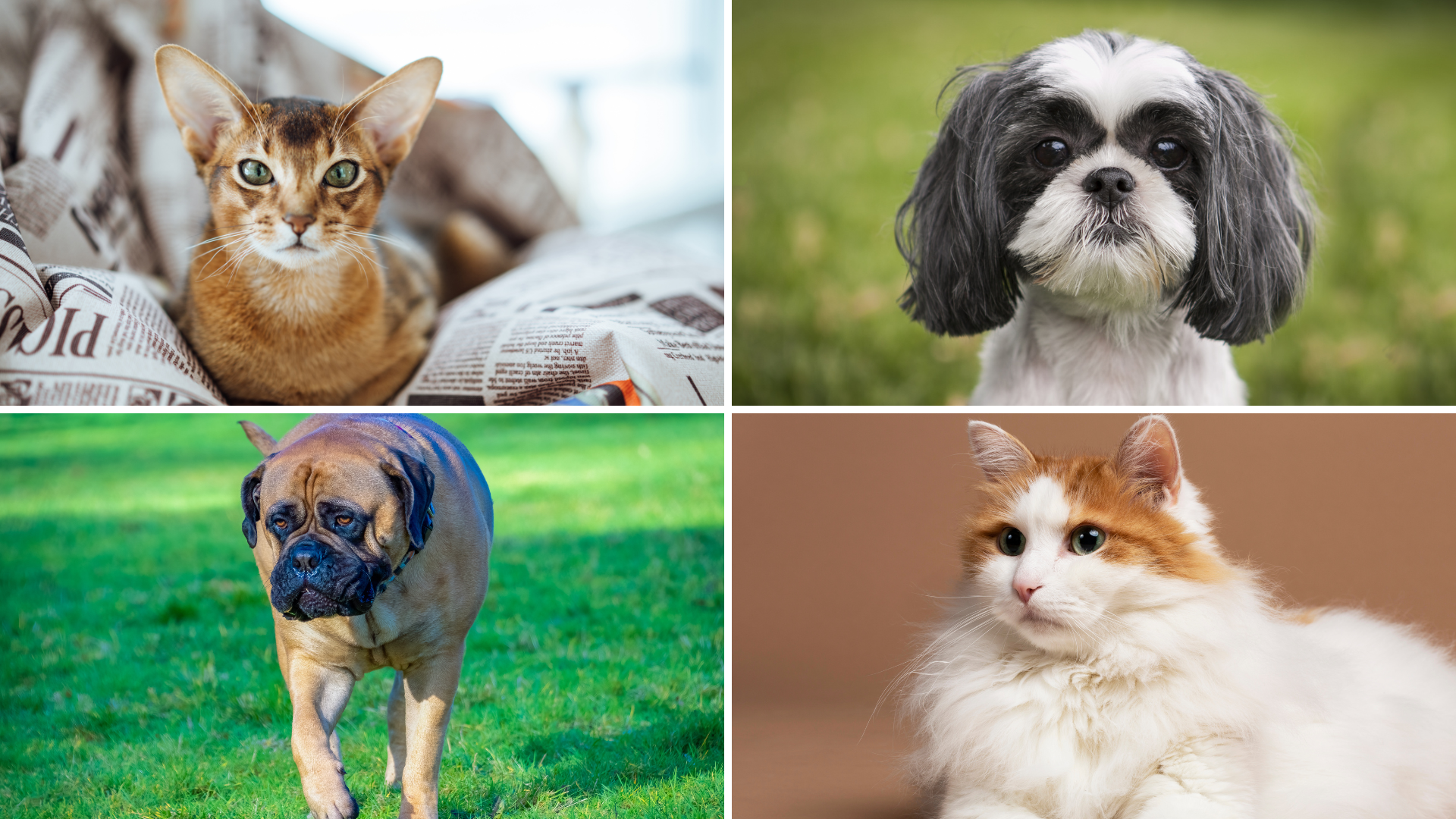 Warum Hunderassen so unterschiedlich aussehen, Katzen aber nicht