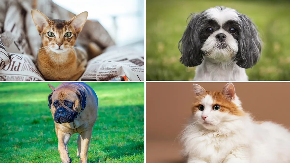 Artikelbild_TierWelt_rassen Warum Hunderassen so unterschiedlich aussehen, Katzen aber nicht