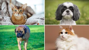 Die Unterschiede der Hunderassen sind markanter als bei den Katzen.