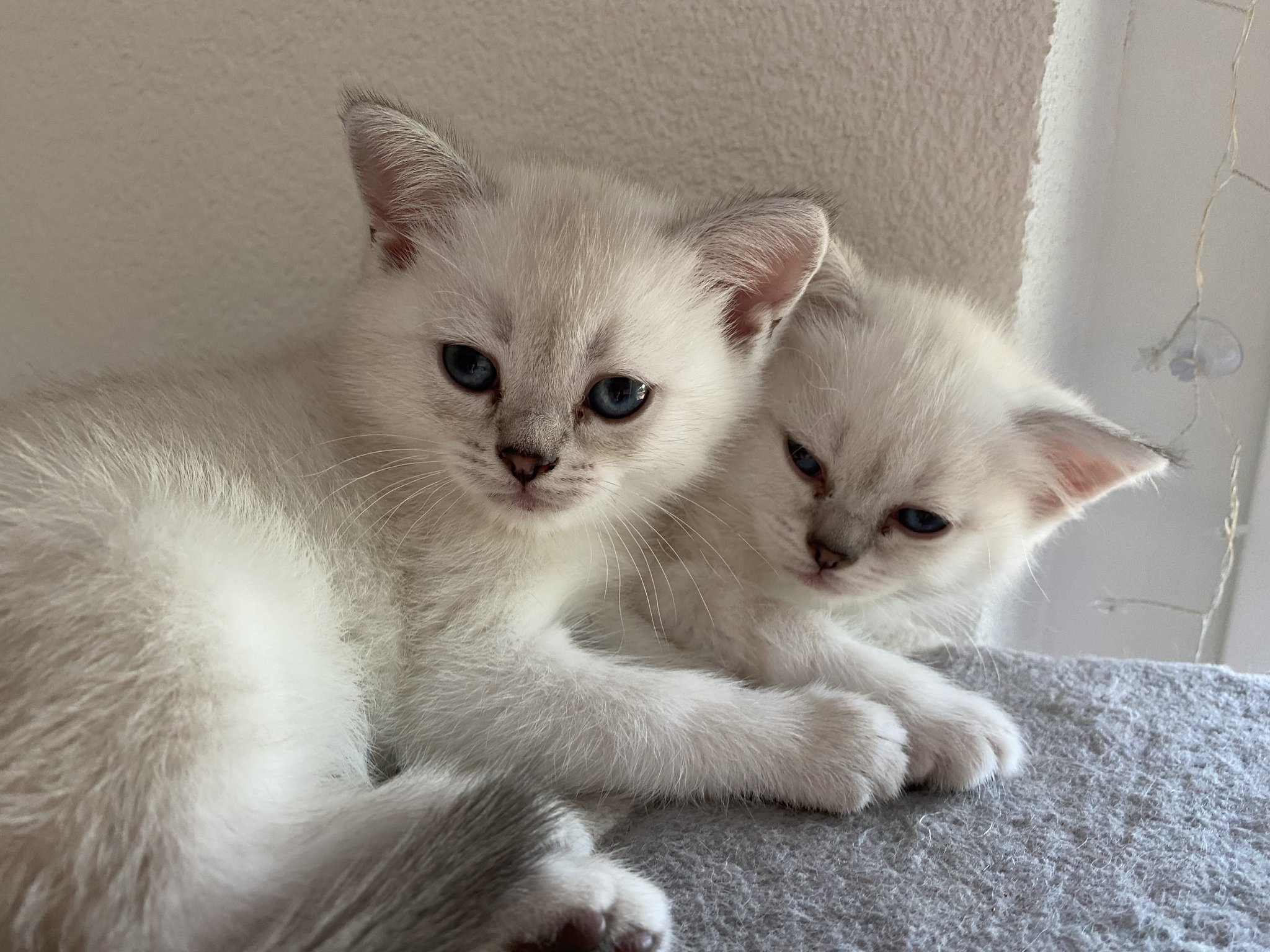 Katzenbabys