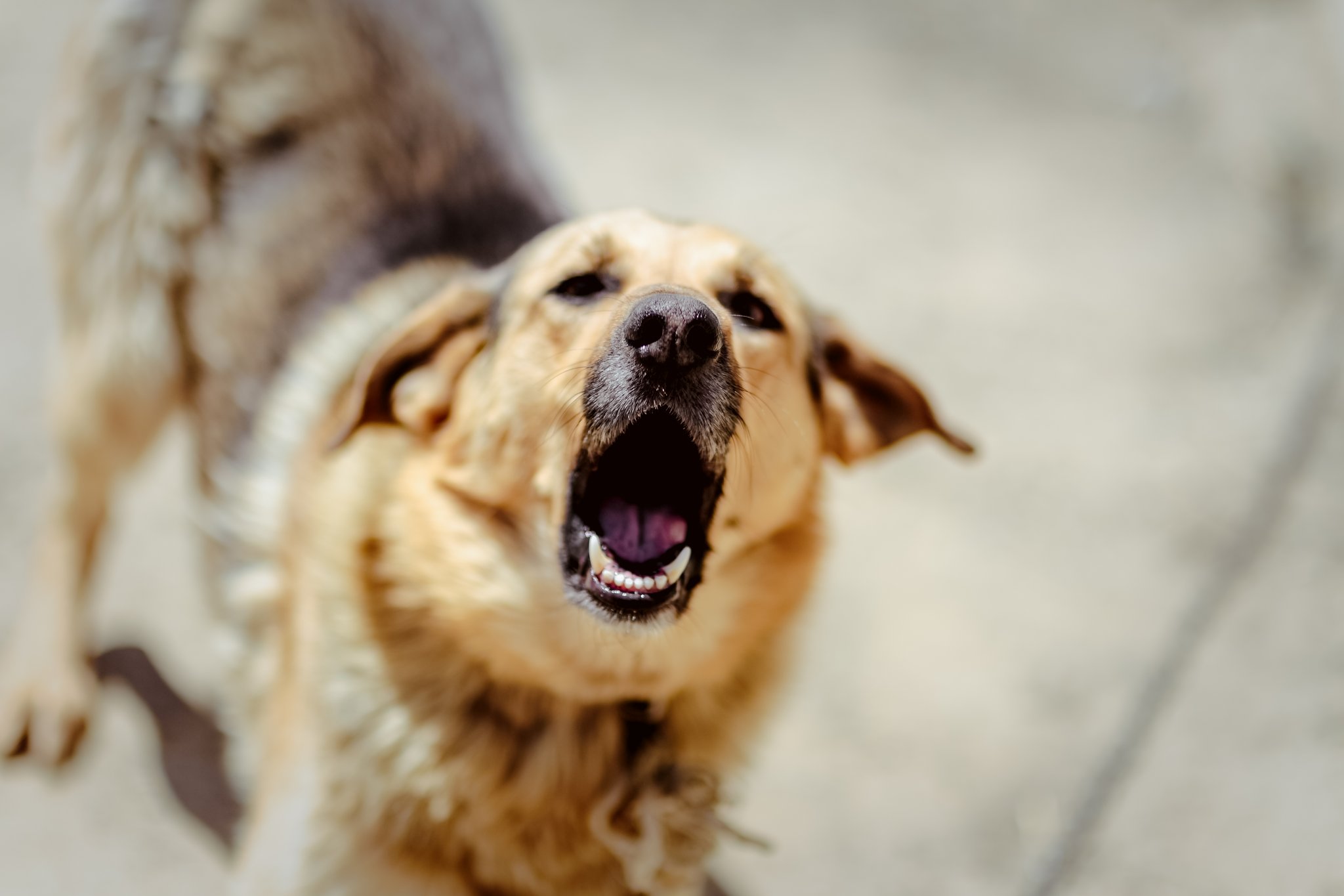 Wo Wanderer auf Hofhund trifft
