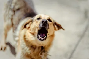 Für Hofhunde gehört Bellen zum Job.