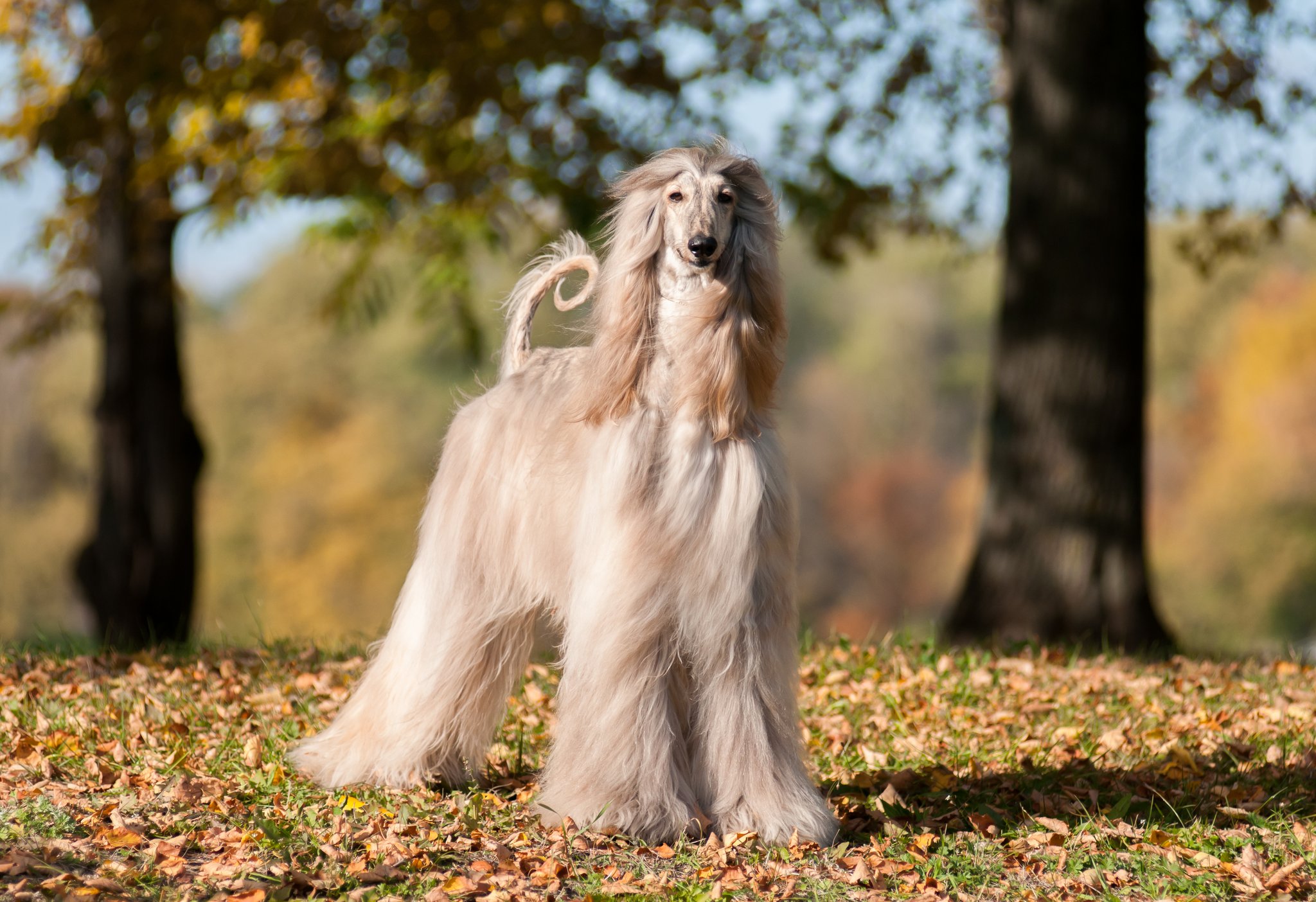 Afghanischer Windhund – das Haarmodell