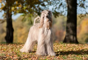Spätestens ein wehendes Lüftchen verleiht diesen Hunden einen majestätischen Look.