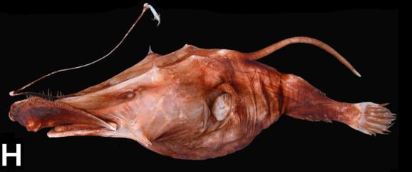 H-Lasiognathus amphirhamphus