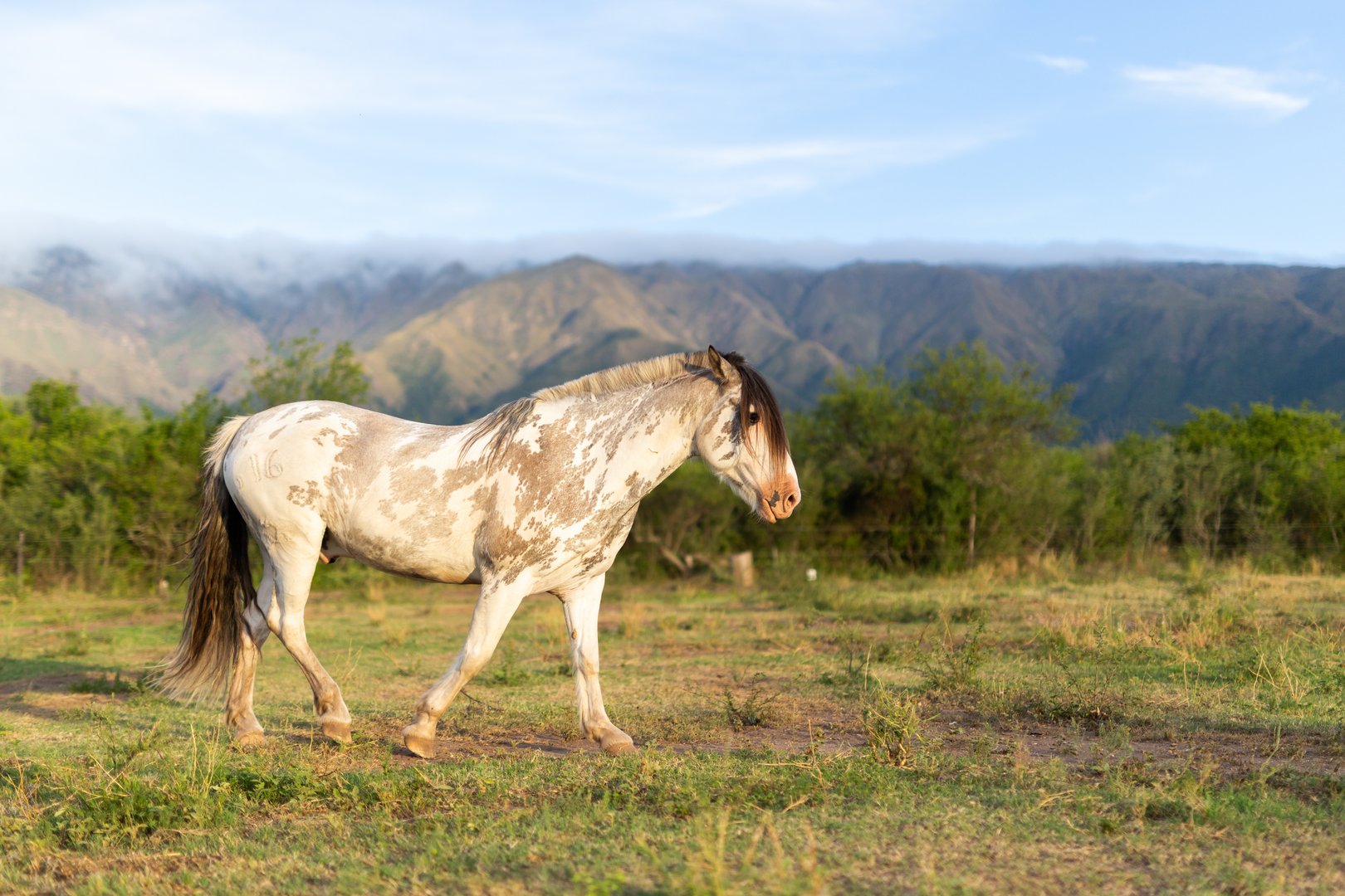 Criollo: Das zähe Pferd der argentinischen Gauchos