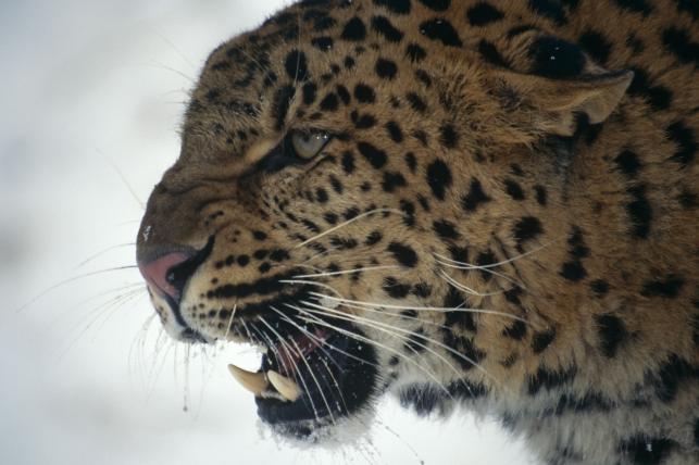 Amurleopard