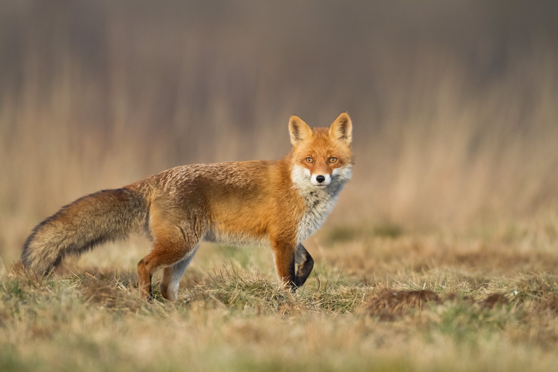Der Rotfuchs: Schlau und weit verbreitet