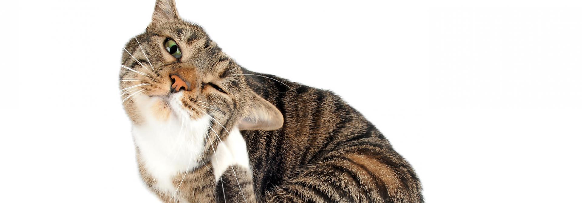 katze-ohrmilben.jpg