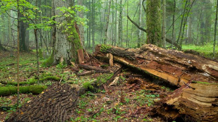 Urwald_in_Polen_shutterstock_Aleksander_Bolbot.jpg