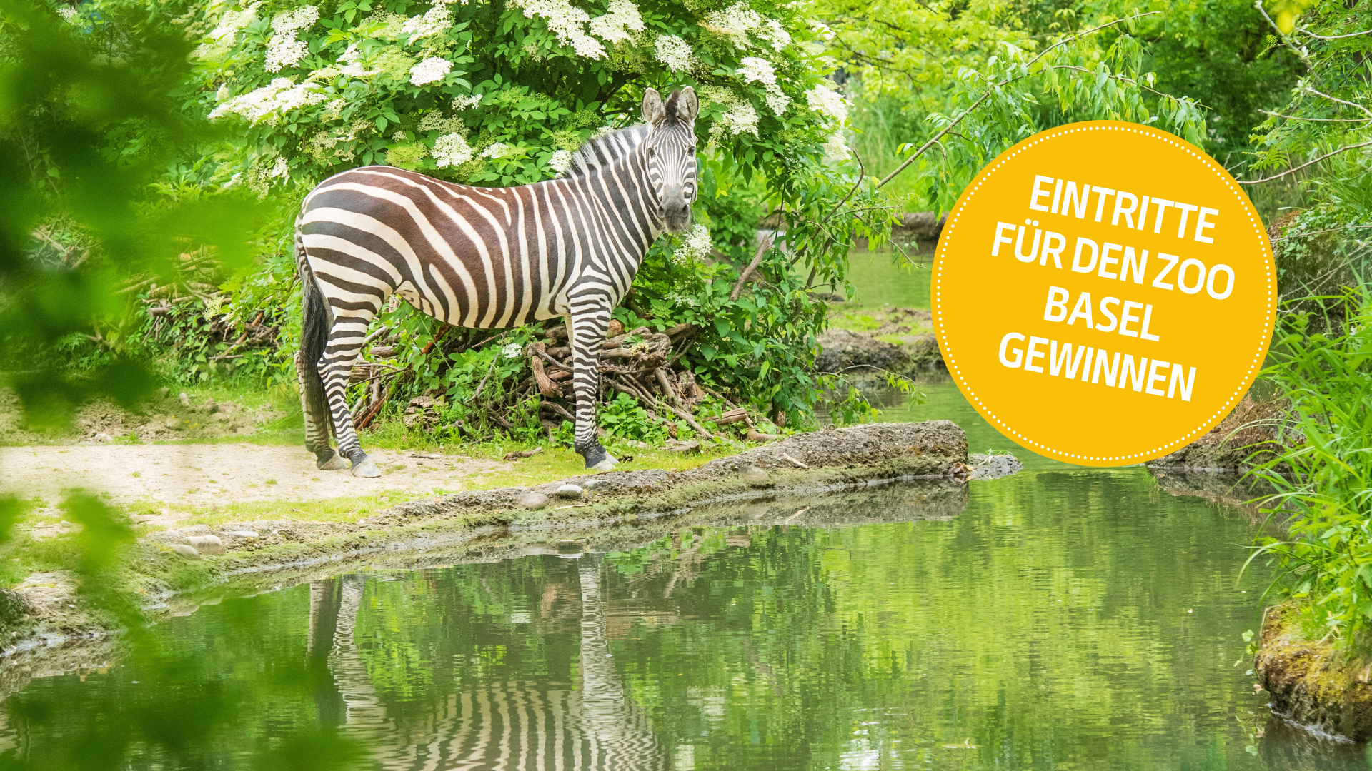 Gewinnen Sie 3x4 Eintritte in den Zoo Basel für Sie und Ihre Familie