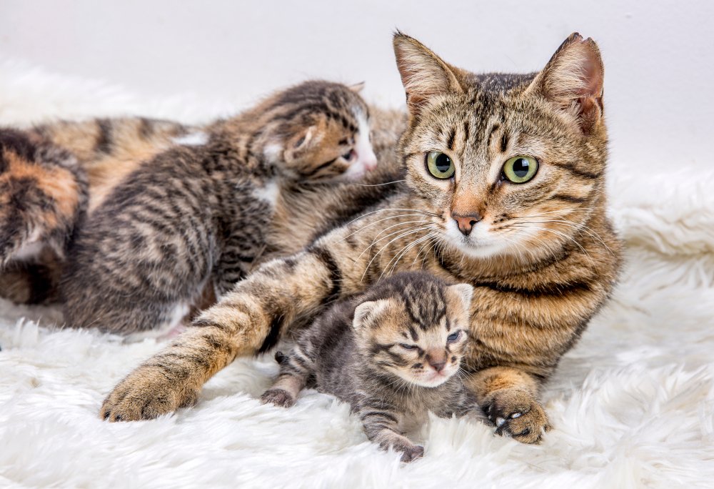 Ab wann dürfen Katzenbabys von der Mutter getrennt werden?