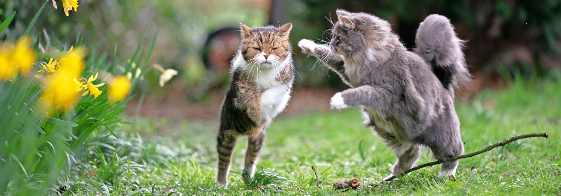 Katzen kämpfen ums Revier