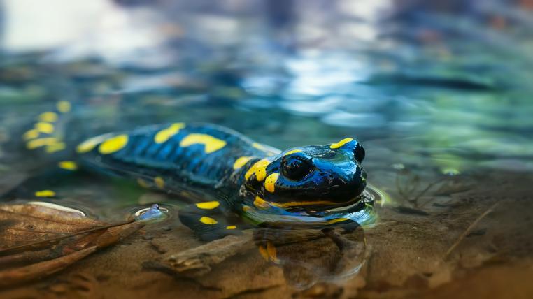 Amphibien