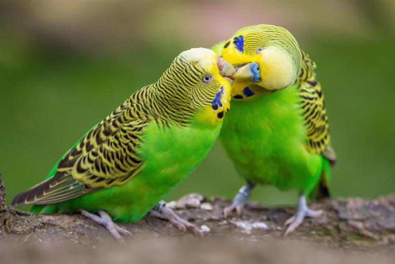 Ziervogellexikon