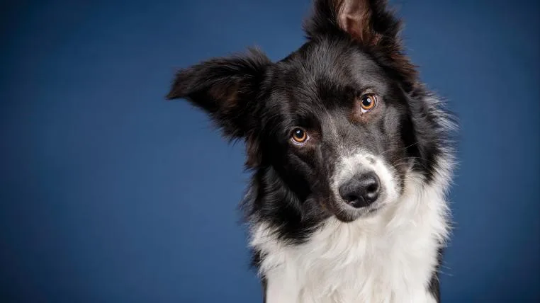 d2deb27a45292fc4efb6370c43f9a17cf156e4cd Border Collie schaut in Kamera