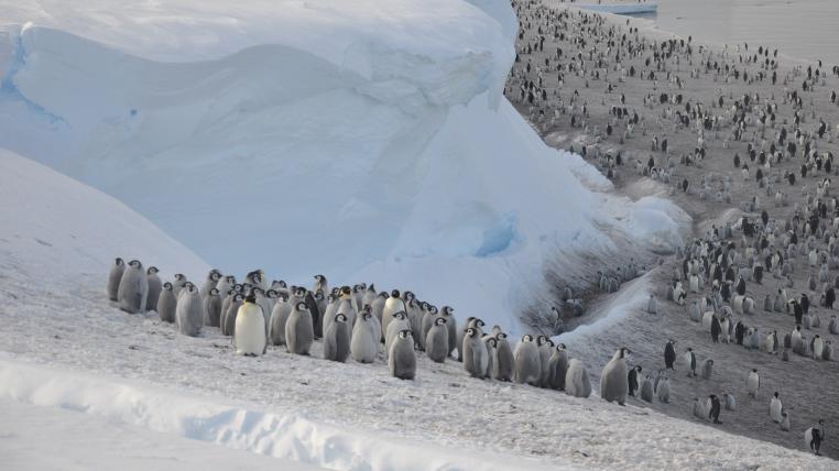 Kaiserpinguine in der Antarktis