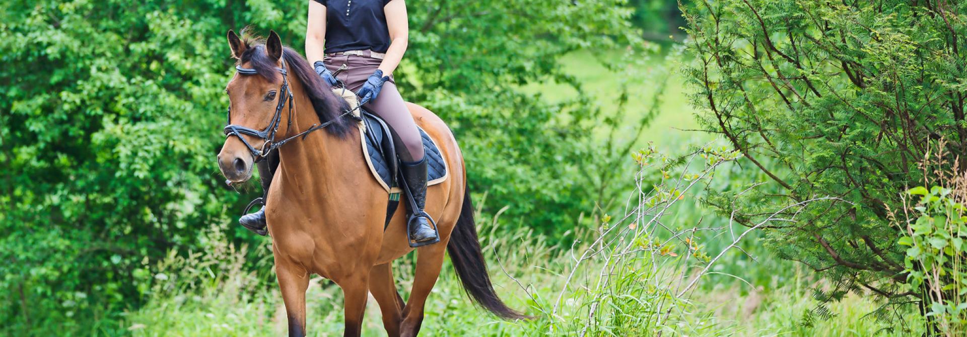Pferd läuft im Schritt