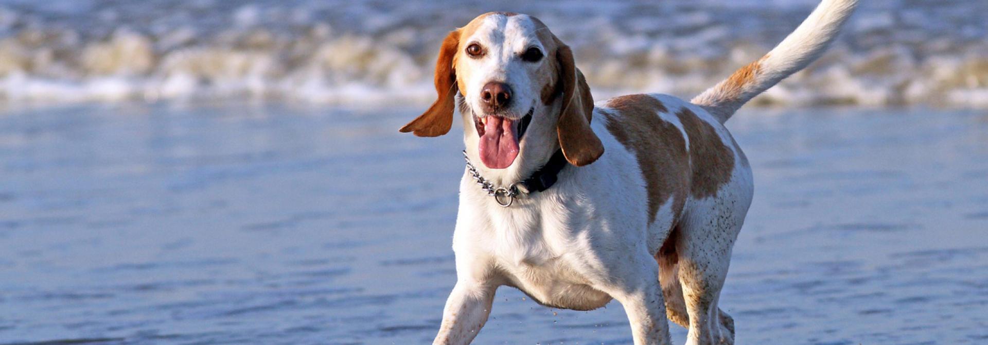 hund-rueckruf.jpg