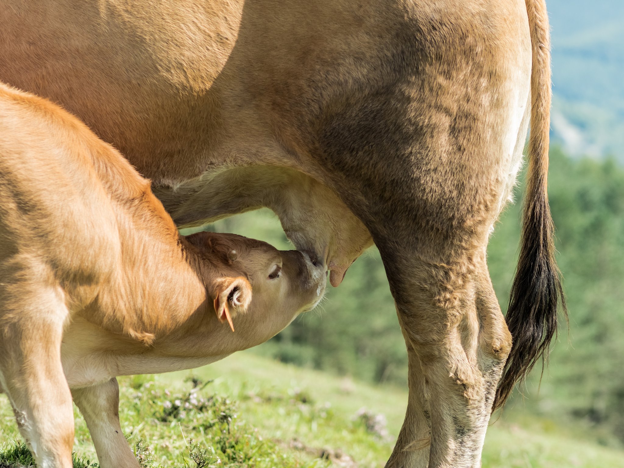 MuKa: Neuer Käse aus Mutter-Kalb-Haltung