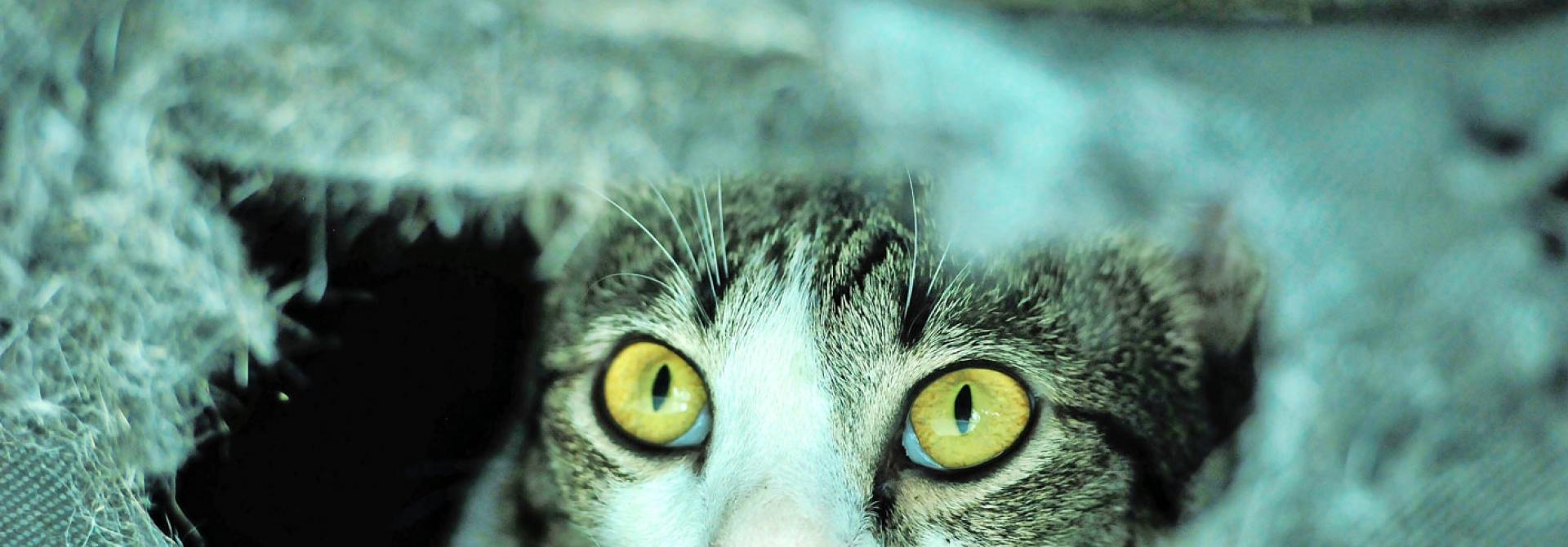 Katze hat Angst