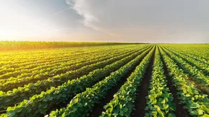 Subventionen in der Landwirtschaft: Weil immer mehr Bauern aufgeben, entfallen auf die verbleibenden Betriebe höhere Summen.