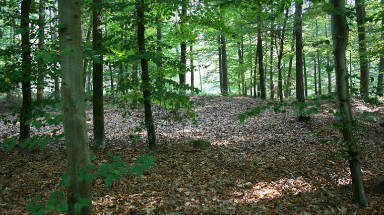 hochwald.jpg