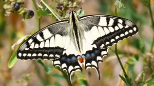 Vom Insektensterben sind unter anderem Schmetterlinge (hier ein Schwalbenschwanz) betroffen.