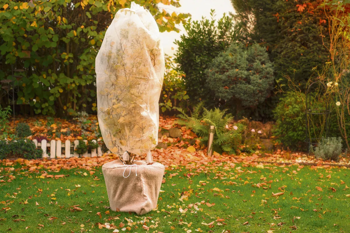 Tree,In,Pot,Is,Wrapped,In,Fleece,For,The,Winter. Eingepackte Kübelpflanzen sind besser vor Frost geschützt, während liegen gelassenes Laub den Boden vor Kälte bewahrt und Tieren als Winterquartier dient.