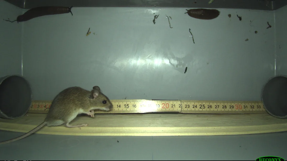 Artikelbild_TierWelt_fotofallen_maus Mit Fotofallen auf Mäusejagd