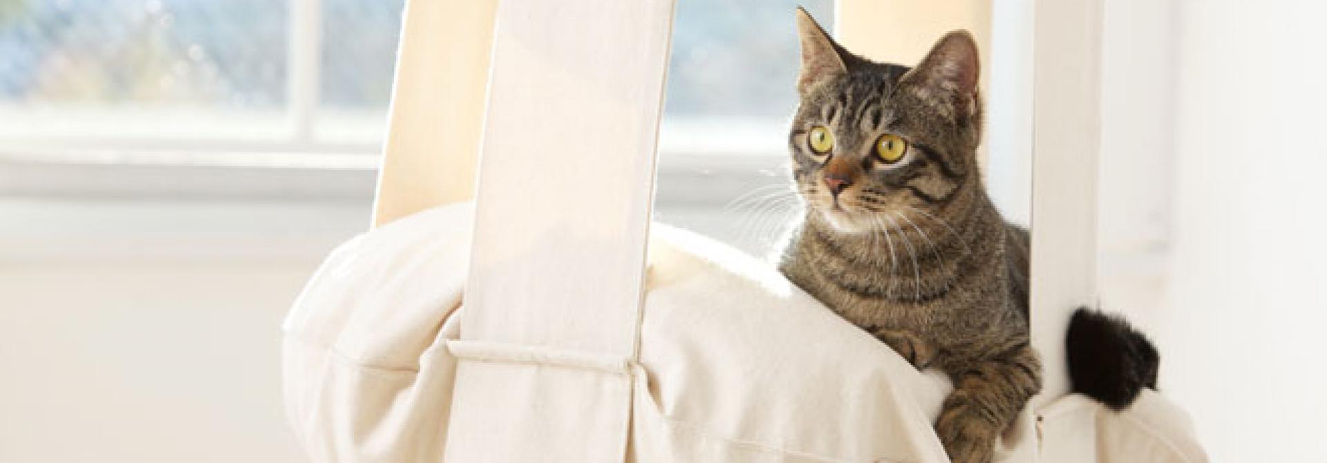katzendesign.jpg