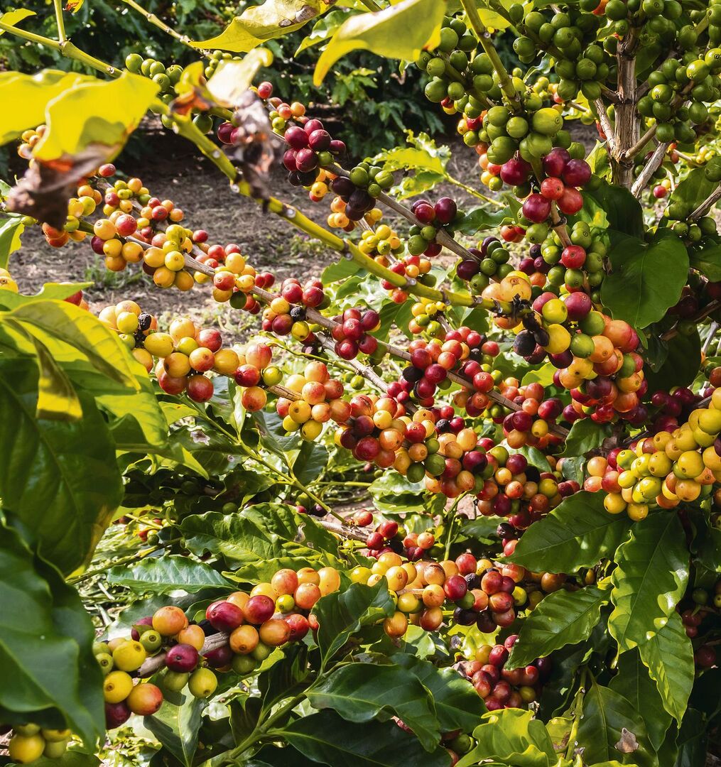 Kaffeebeeren