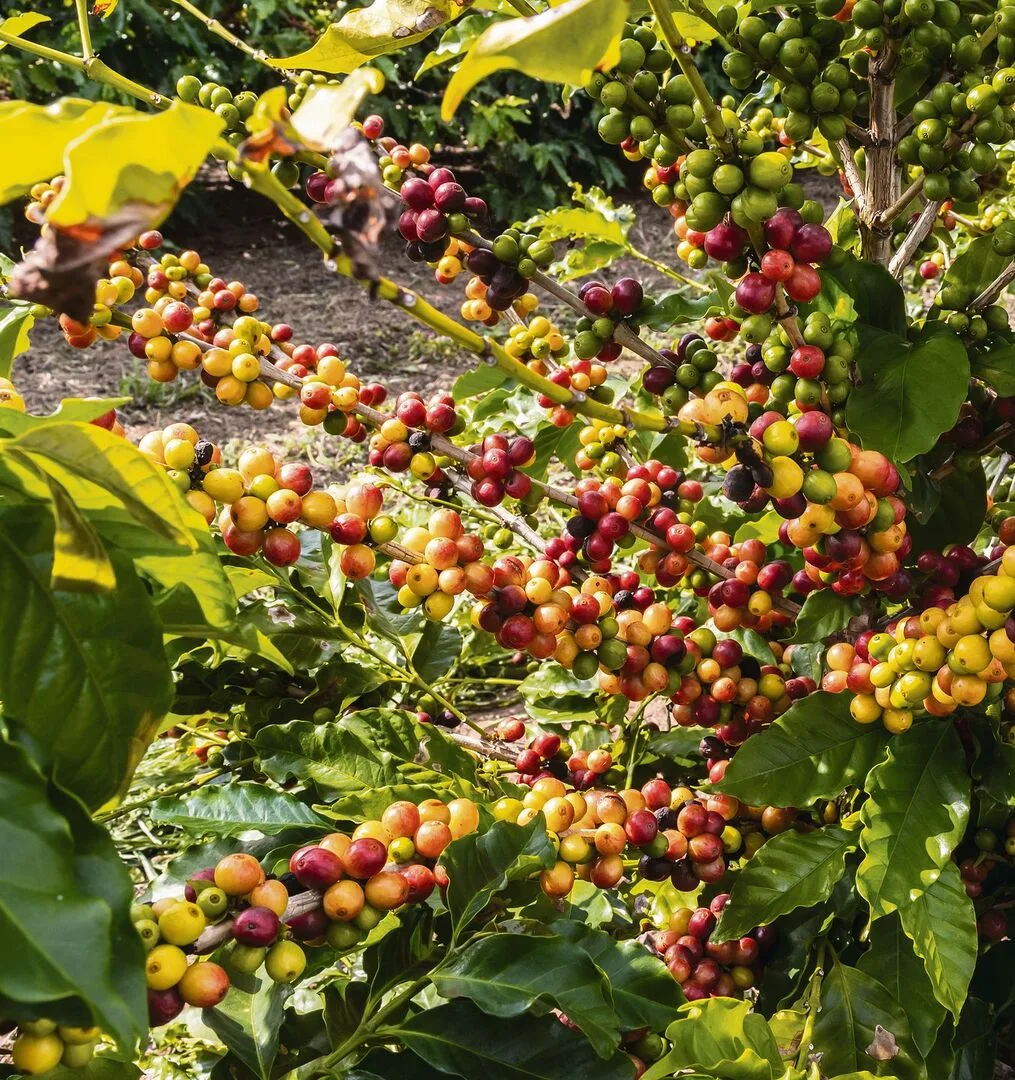 e276629666a7a16a9ec8271dc8b558953e371cf62f28271028b3bdc91a4ae3f5 Kaffeebeeren
