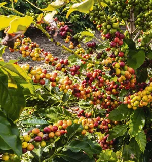 Nachdem ein Hirte beobachtet hatte, wie seine Ziegen nach dem Verzehr von Früchten wilder Kaffeesträucher lebhafter wurden, probierte er die Früchte selbst.