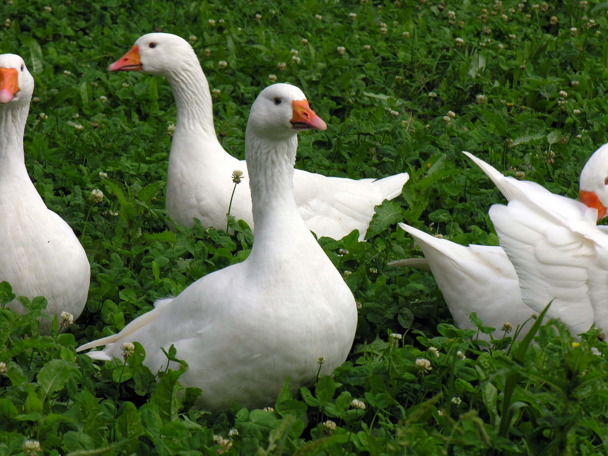 Die robuste Diepholzer Gans