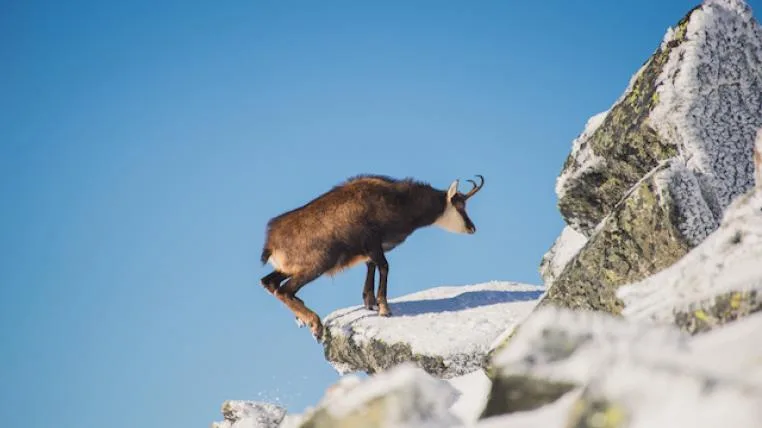 52ff9c4ffcc6948ba5975800d2eb358086911066 Gaemse
