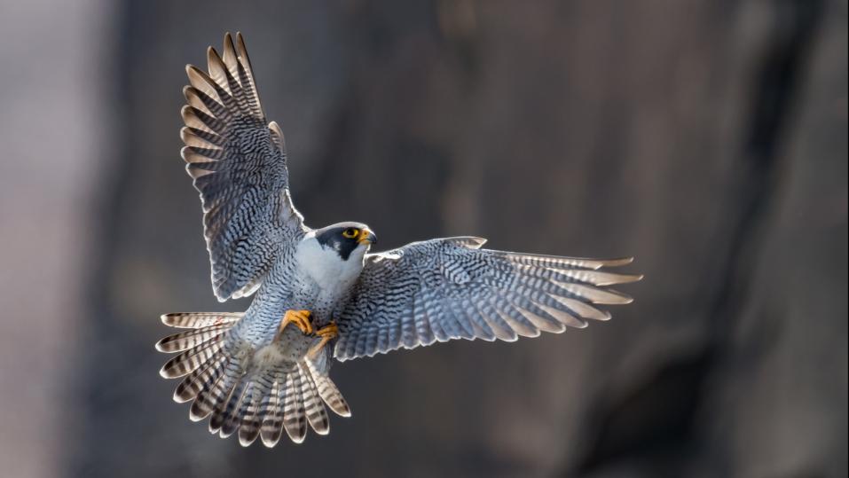 Wanderfalke im Flug mit ausgebreiteten Flügeln