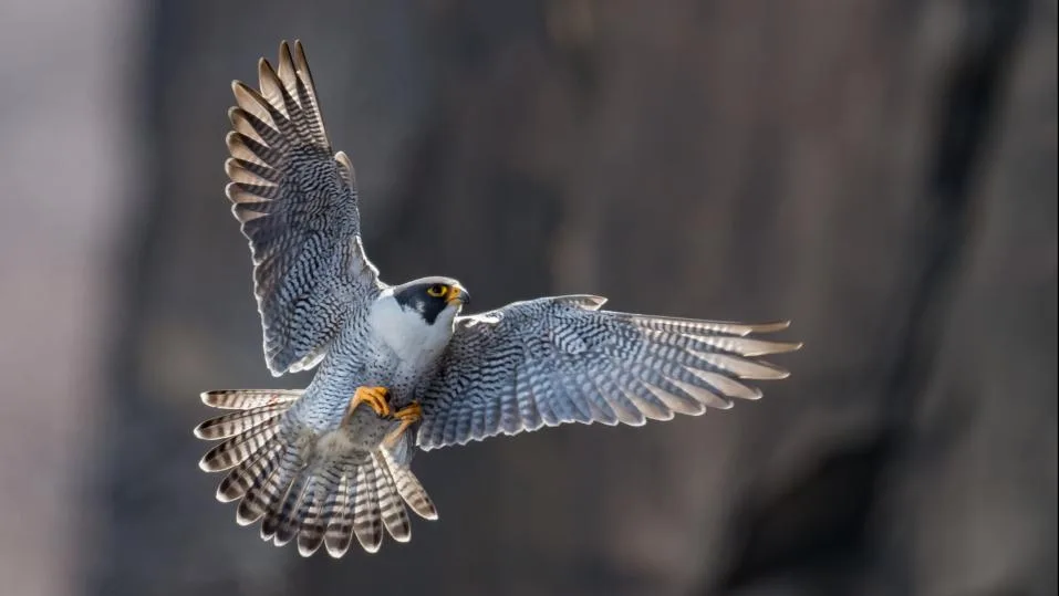 c2ad7fc138b3417357e1ecbcac549bc41ca2d1bd Wanderfalke im Flug mit ausgebreiteten Flügeln