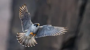 Elegant und wunderschön: ein ausgewachsener Wanderfalke.