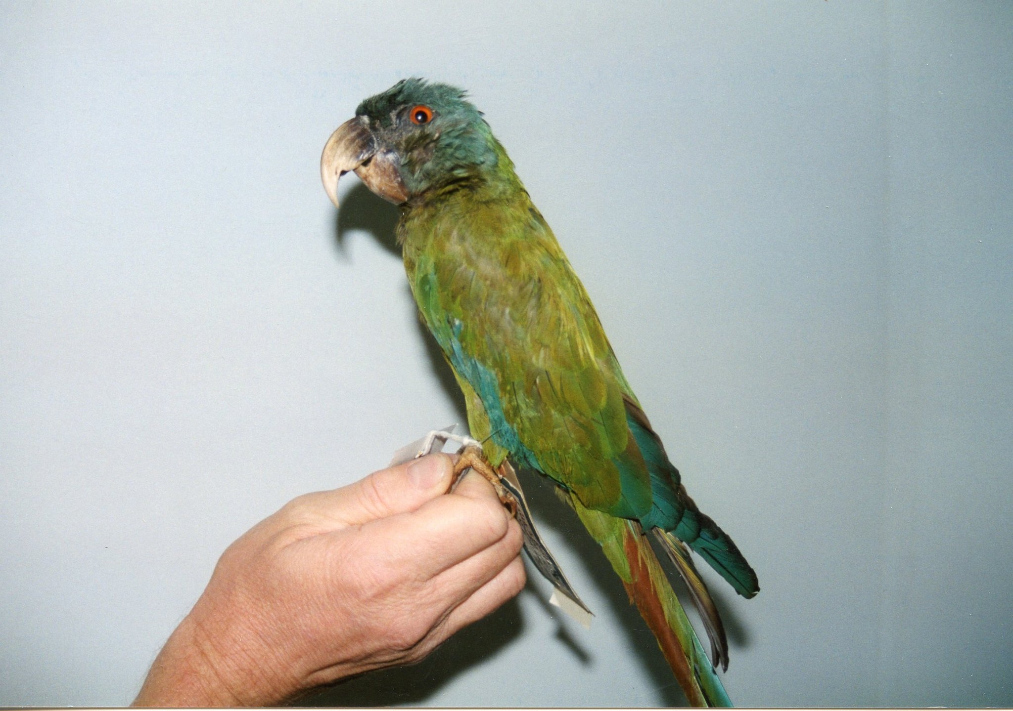 Biografien hinter Tiernamen