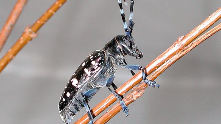 Asiatischer Laubholzbockkäfer