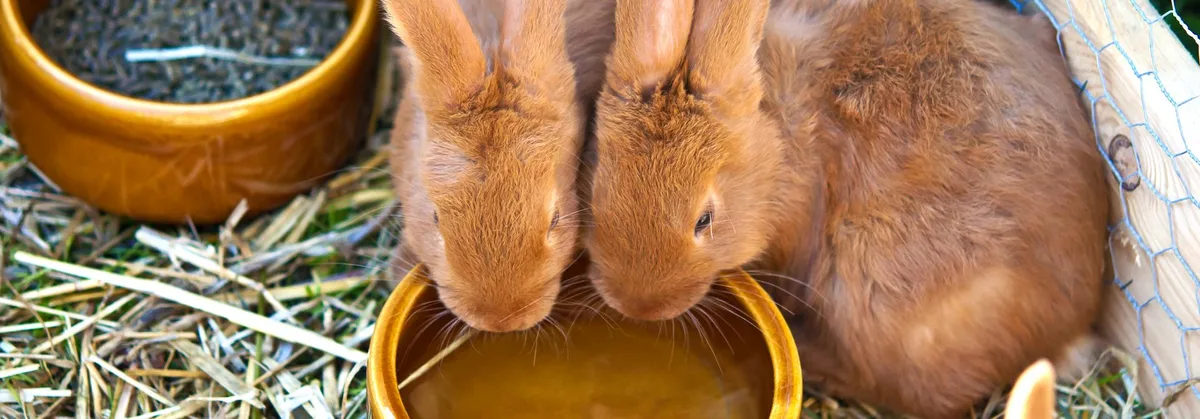 449bda939983edb23d496d9a692a41c53e8d9f5a Kaninchen trinken