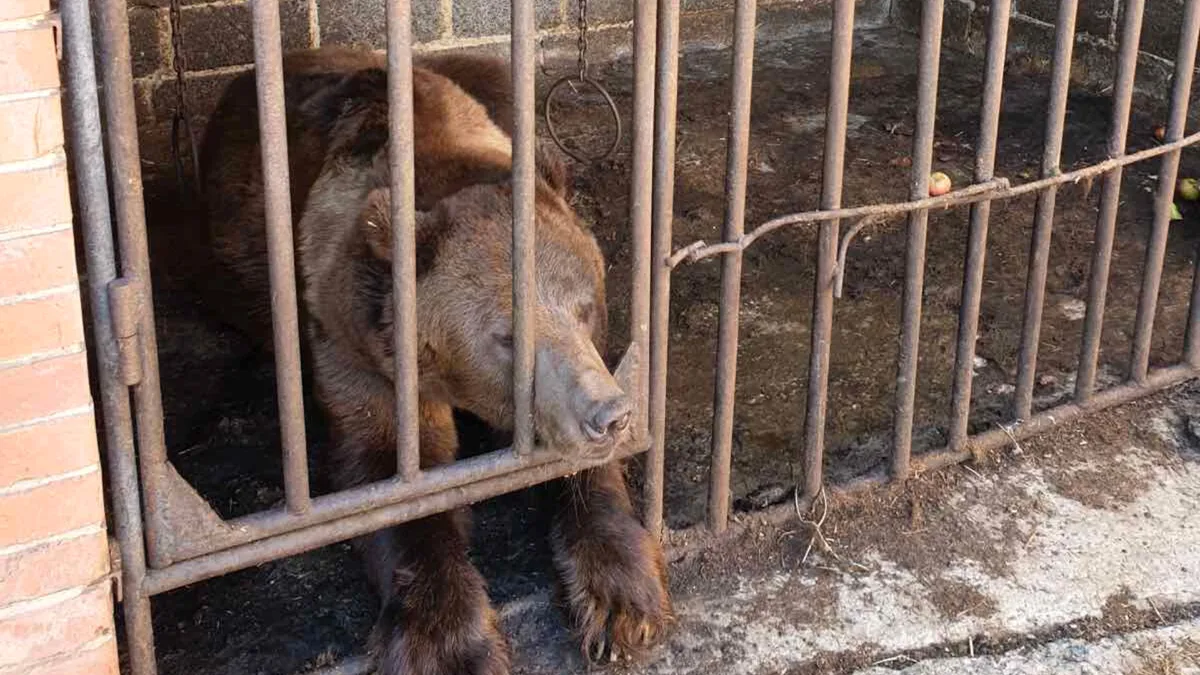 Artikelbild_TierWelt_Vierpfoten Bären-Rettung mitten im Ukraine-Krieg