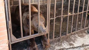 Dieser männliche Bär wurde in der ukrainischen Region Donezk gerettet.