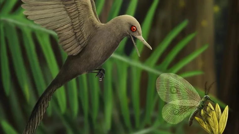 0c8e0bbe3a7269df3cf175acb2322767bd83fba2 Winziger Urzeit-Vogel