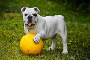 Platz 5: Englische Bulldogge (13`732`520 Erwähnungen).