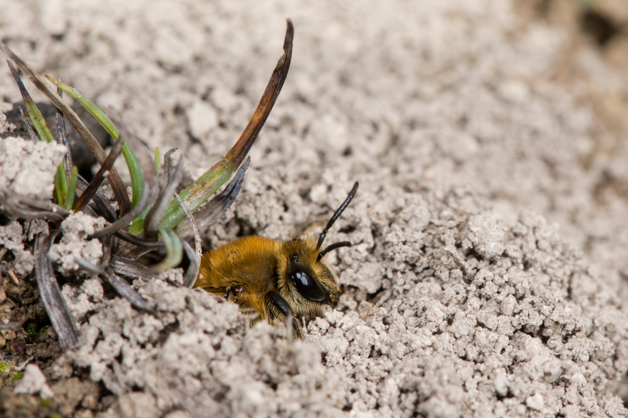Bodennistende Wildbienen sind ökologisch wertvoller als gedacht