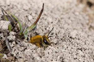 Efeu-Seidenbiene (Colletes hederae)