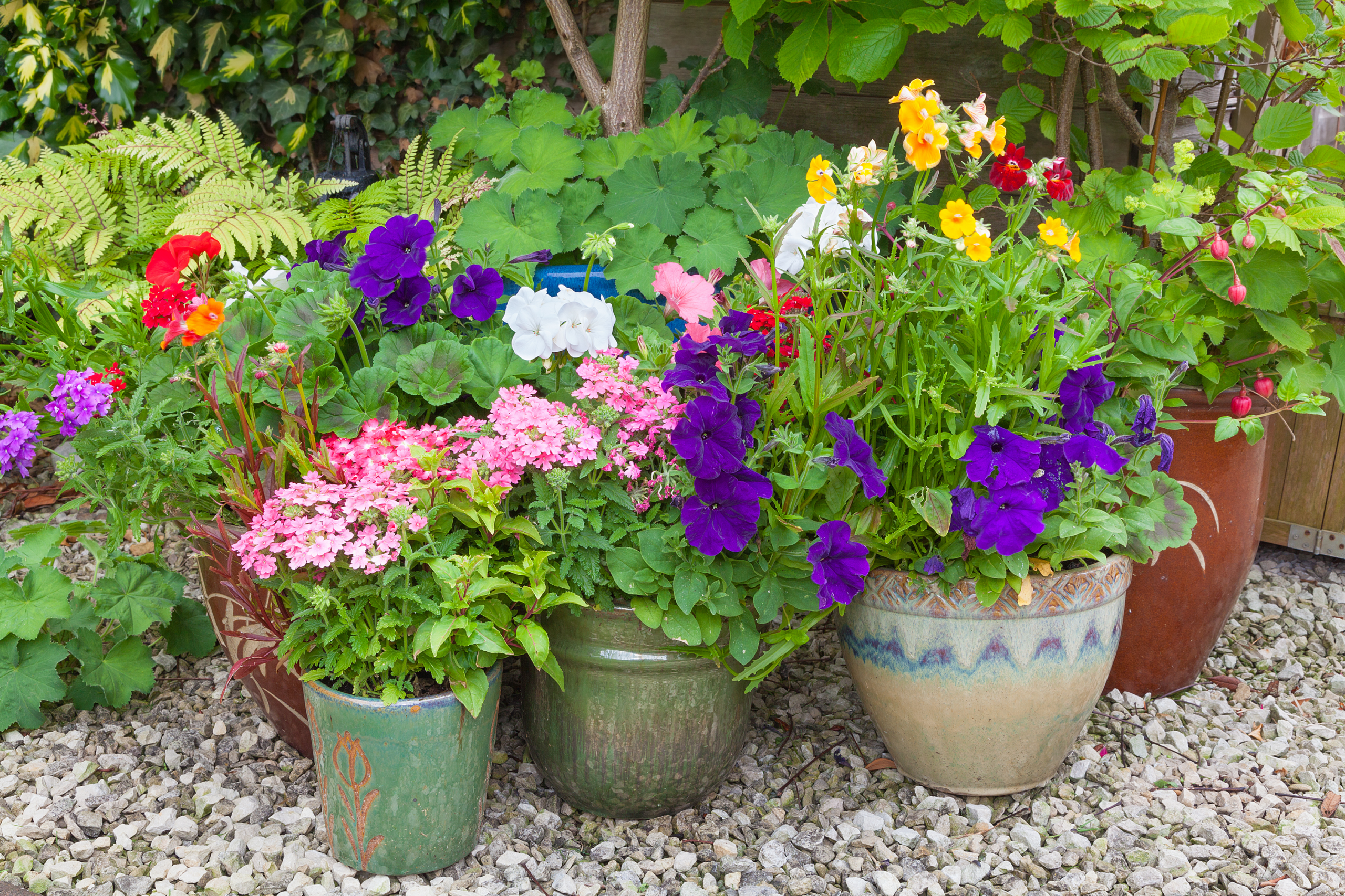So bringt man Gartenpflanzen durch den heissen Sommer